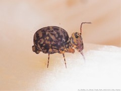Ptenothrix marmorata