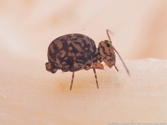 Ptenothrix marmorata