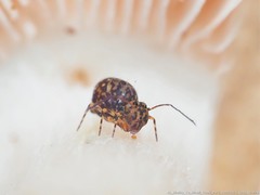 Ptenothrix marmorata