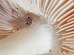Ptenothrix marmorata