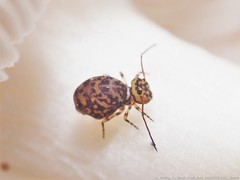 Ptenothrix marmorata