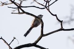 Aegithalos caudatus