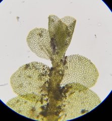 Jungermannia atrovirens