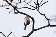 Aegithalos caudatus