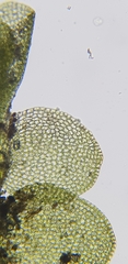 Jungermannia atrovirens