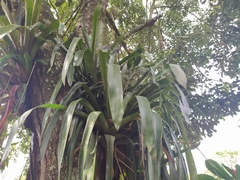 Aechmea mexicana