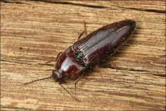 Hapatesus hirtus