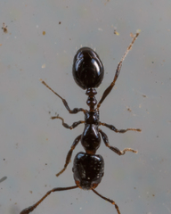 Monomorium minimum
