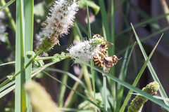 Anthidium florentinum