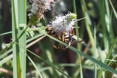 Anthidium florentinum