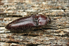 Hapatesus hirtus