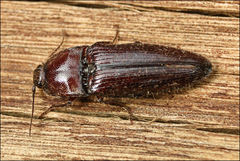 Hapatesus hirtus