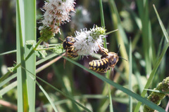 Anthidium florentinum