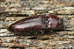 Hapatesus hirtus