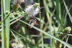 Anthidium florentinum