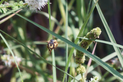 Anthidium florentinum