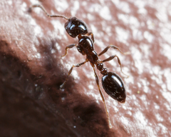 Monomorium minimum