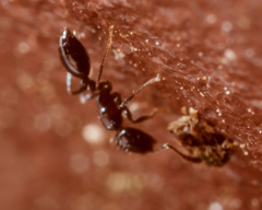 Monomorium minimum