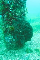 Psammocinia