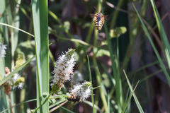 Anthidium florentinum