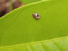 Psyllobora bicongregata