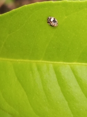 Psyllobora bicongregata