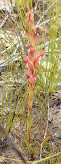Disa reticulata