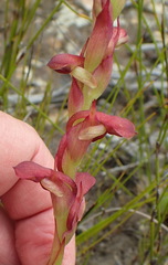 Disa reticulata