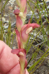 Disa reticulata