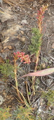 Disa reticulata