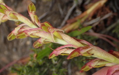 Disa reticulata