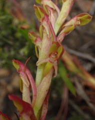 Disa reticulata
