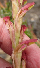 Disa reticulata