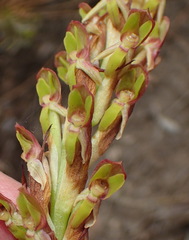 Disa reticulata