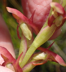 Disa reticulata