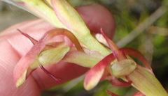 Disa reticulata