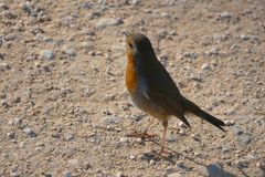 Erithacus rubecula