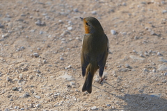 Erithacus rubecula