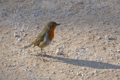 Erithacus rubecula