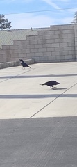 Corvus corax
