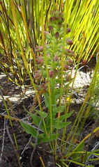 Brachycorythis macowaniana