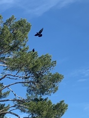Corvus corax