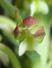 Brachycorythis macowaniana