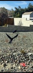 Corvus corax