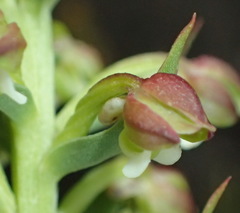 Brachycorythis macowaniana