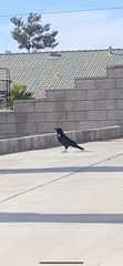 Corvus corax