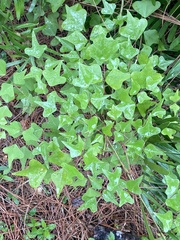 Erythrina herbacea image