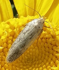 Filatima