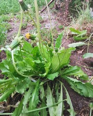 Taraxacum officinale