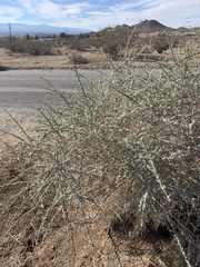 Atriplex canescens